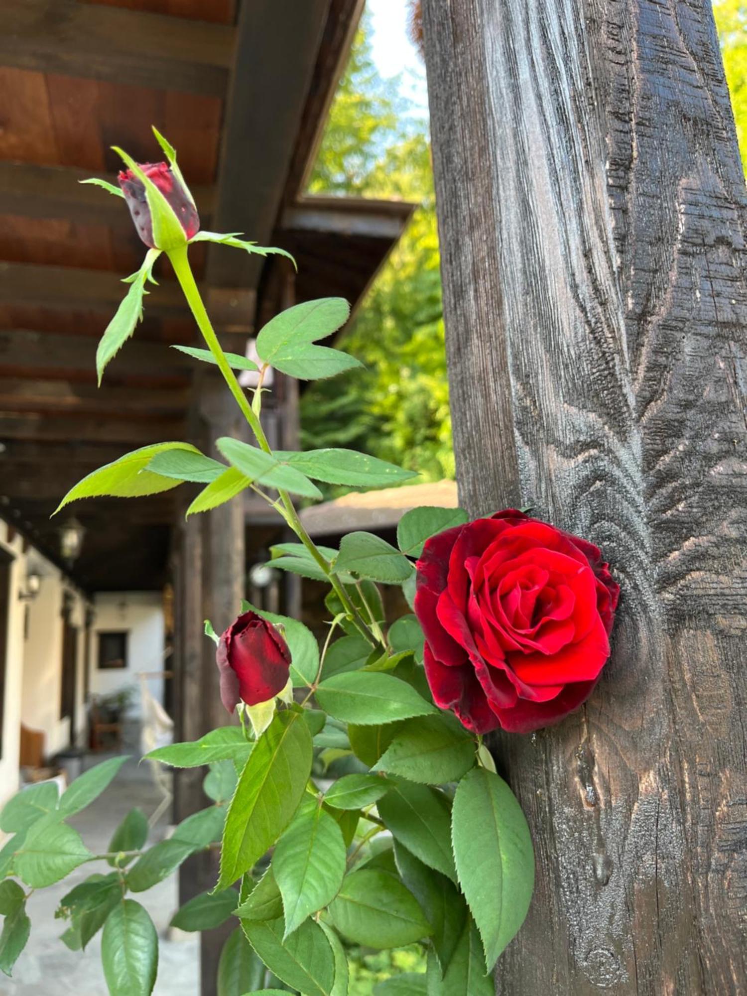 Verta House Triavna Exterior foto
